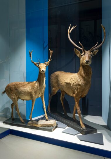 SCIENZE NATURALI PER TUTTI